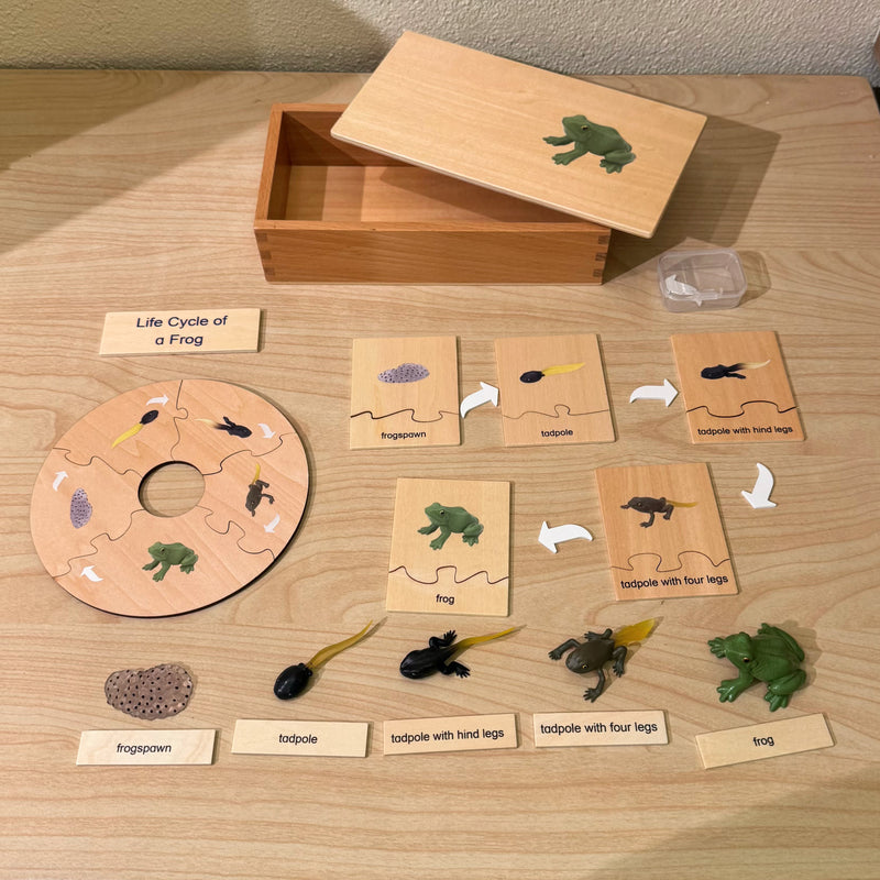 Montessori Wooden Life Cycle of Frog Puzzle Set with 5 Figurines Montessori Materials 3yrs+