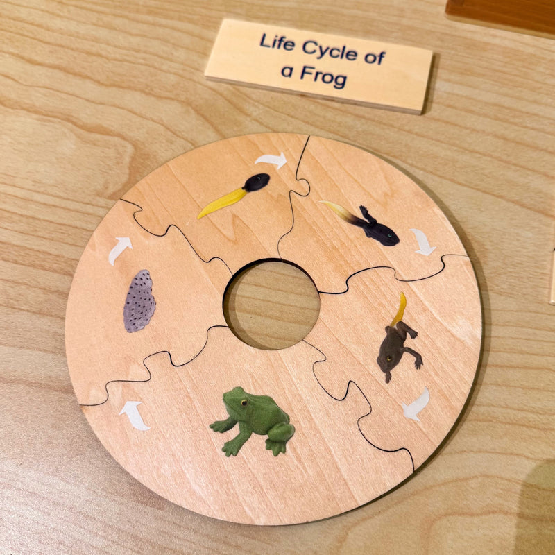 Montessori Wooden Life Cycle of Frog Puzzle Set with 5 Figurines Montessori Materials 3yrs+