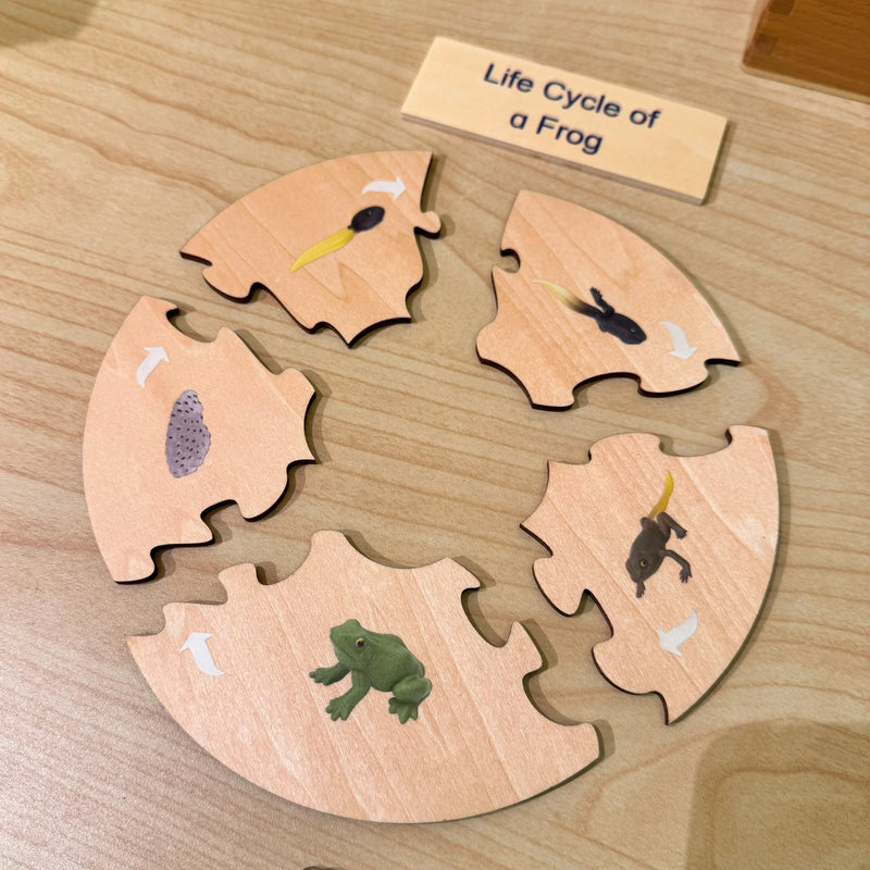 Montessori Wooden Life Cycle of Frog Puzzle Set with 5 Figurines Montessori Materials 3yrs+