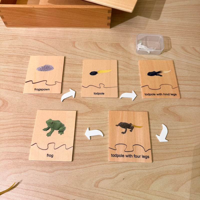 Montessori Wooden Life Cycle of Frog Puzzle Set with 5 Figurines Montessori Materials 3yrs+