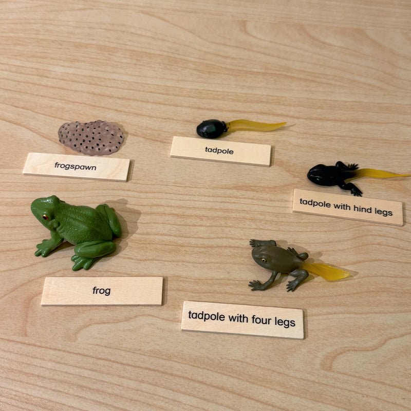 Montessori Wooden Life Cycle of Frog Puzzle Set with 5 Figurines Montessori Materials 3yrs+