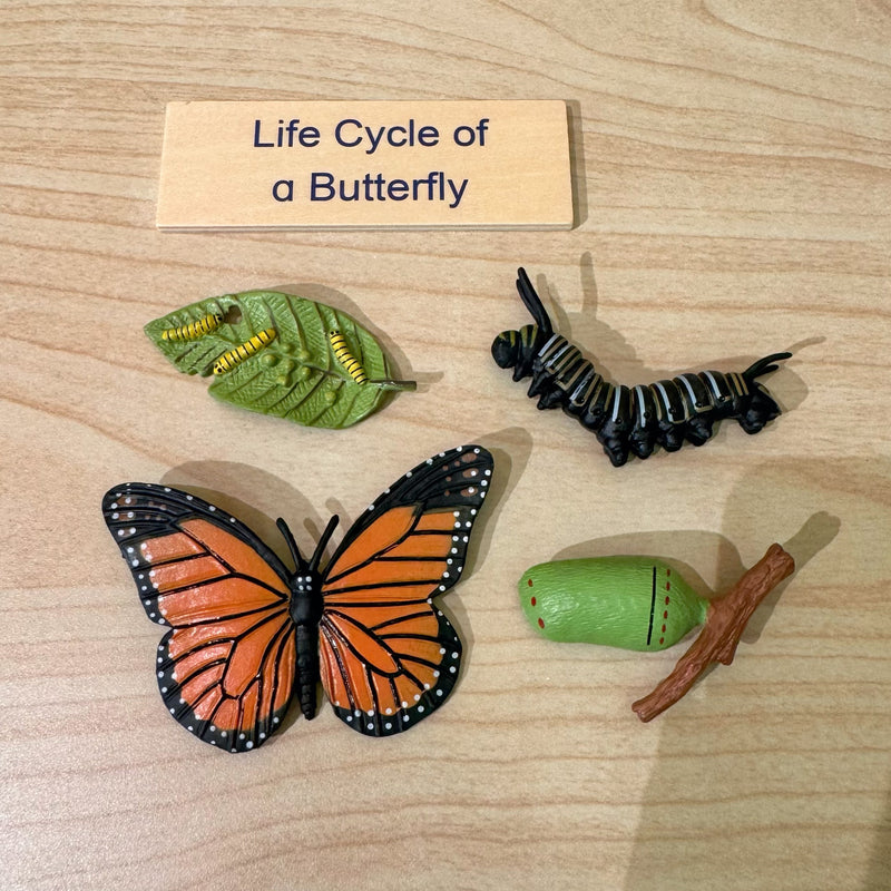 Montessori Wooden Life Cycle of Butterfly Puzzle Set with 4 Figurines Montessori Materials 3yrs+