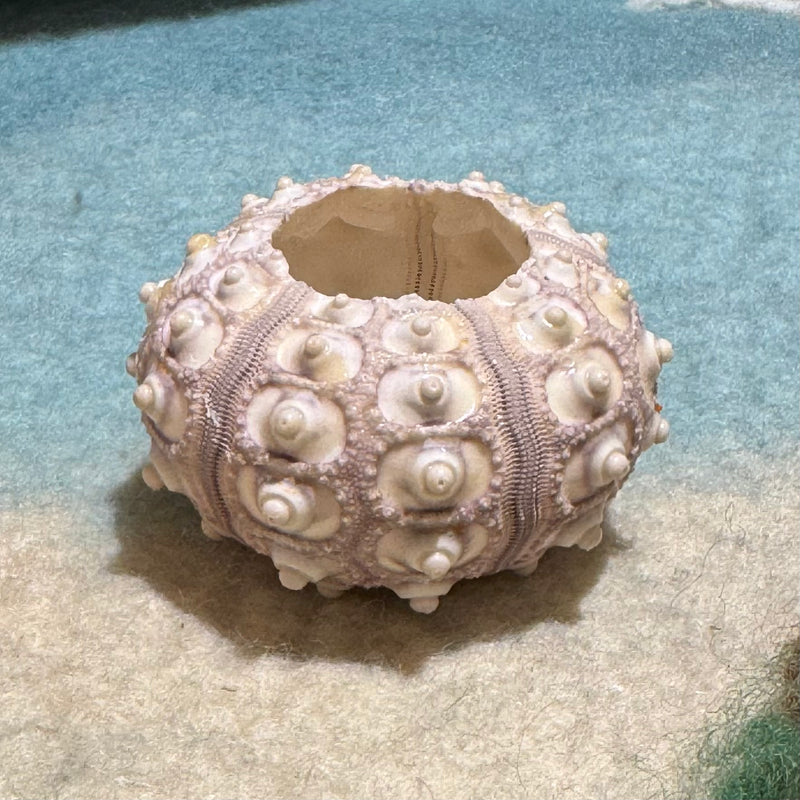 Sea Urchin Sputnik Lilac Shell 4cm-6cm EACH Ocean Sensory Nature Play Sea Shell Collection