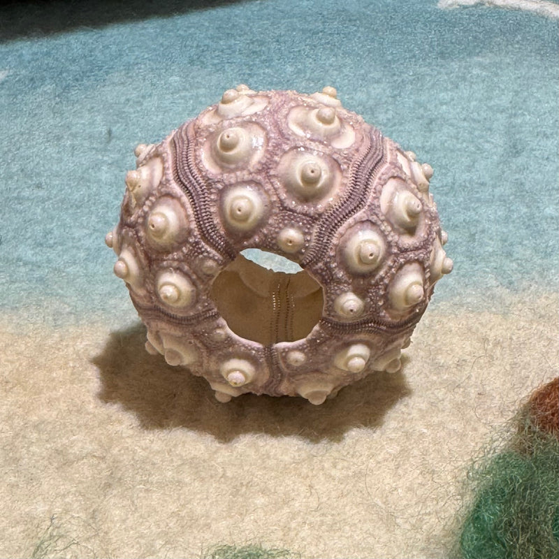 Sea Urchin Sputnik Lilac Shell 4cm-6cm EACH Ocean Sensory Nature Play Sea Shell Collection