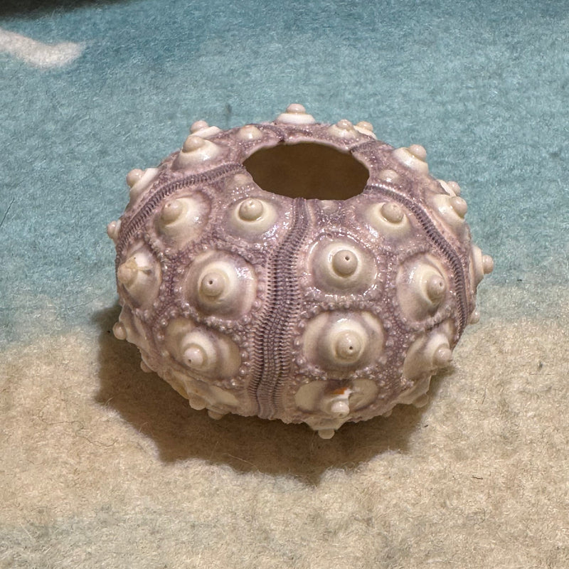 Sea Urchin Sputnik Lilac Shell 4cm-6cm EACH Ocean Sensory Nature Play Sea Shell Collection
