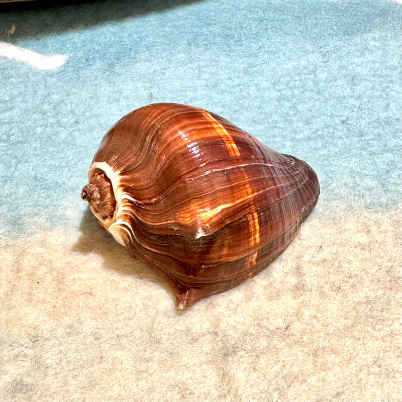 Pacific Crown Conch Shell Each 7cm-8.5cm Ocean Sensory Nature Play Tools and Toys