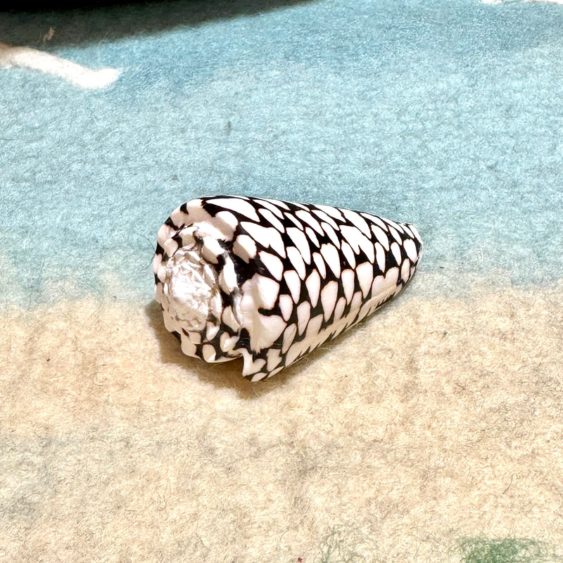 Marbled Cone Shell Each 10cm Ocean Sensory Nature Play Sea Shell Collection