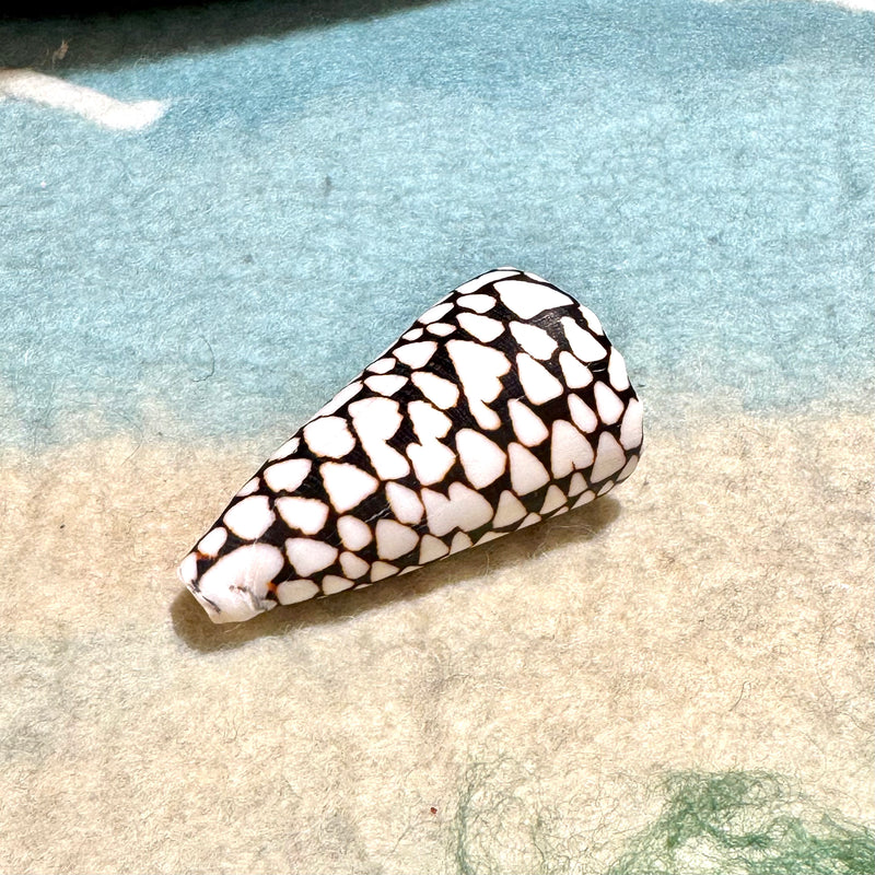 Marbled Cone Shell Each 10cm Ocean Sensory Nature Play Sea Shell Collection