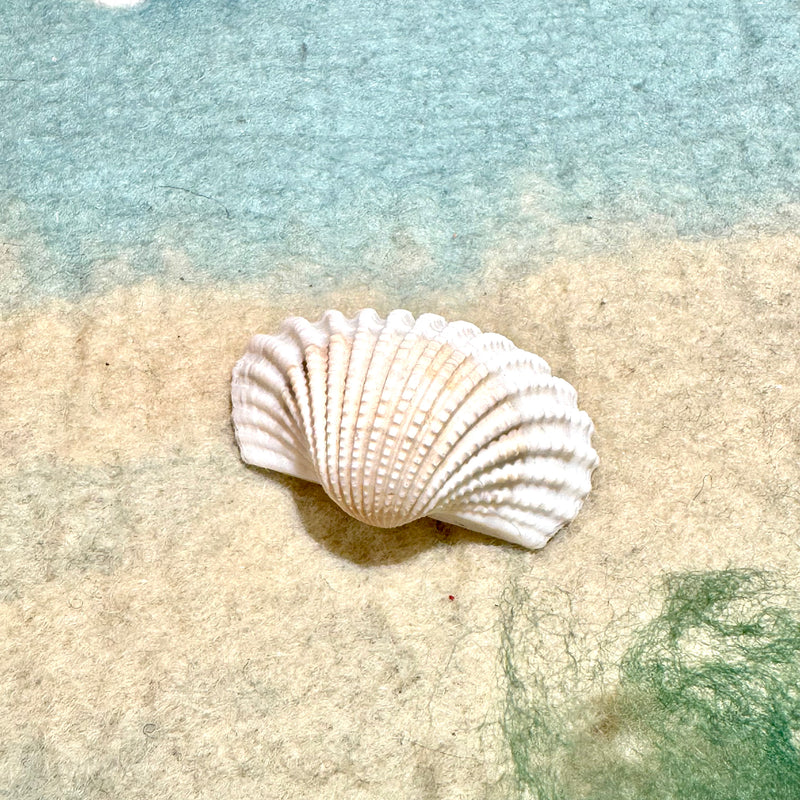 Cockle Shell White 5cm-6cm Ocean Nature Play Tools Sensory Toys