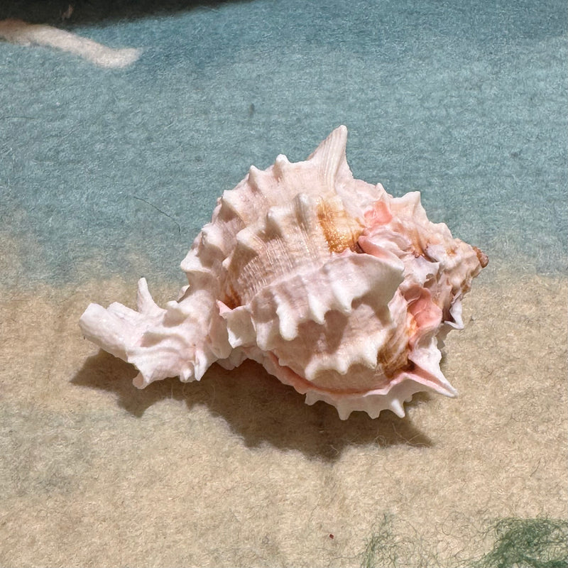 Murex Shell Pink Each 7cm-8.5cm Ocean Sensory Nature Play Tools and Toys