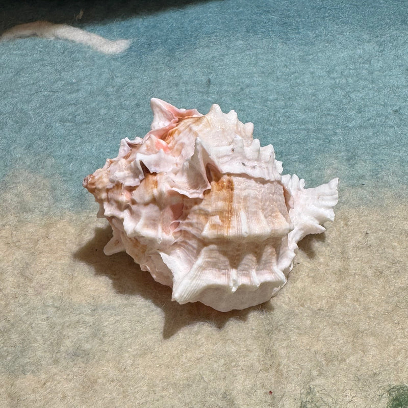 Murex Shell Pink Each 7cm-8.5cm Ocean Sensory Nature Play Tools and Toys