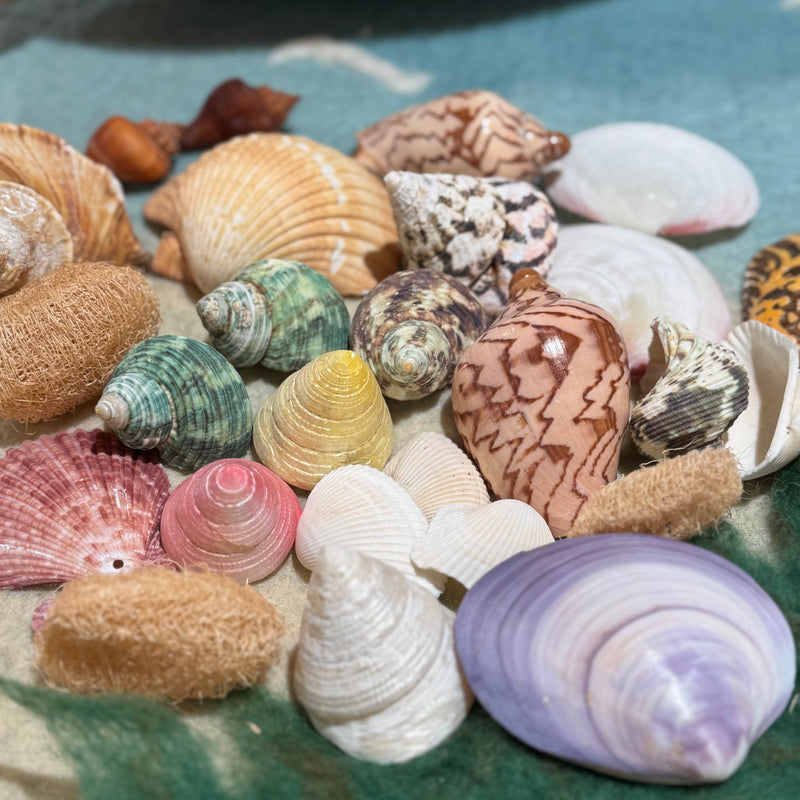 Assorted Sea Shell Pack Large Ocean Sensory Nature Play Collection