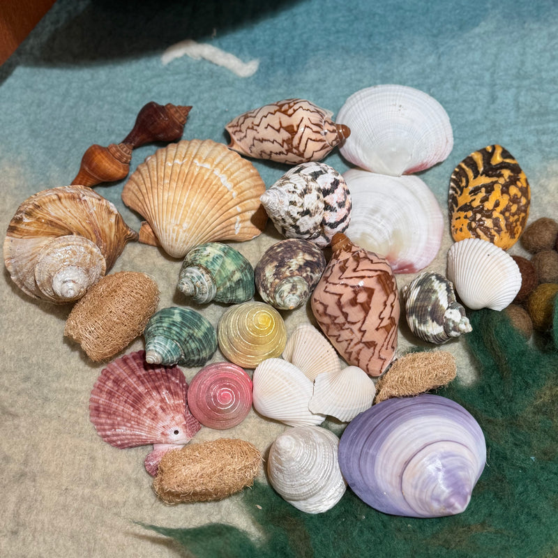 Assorted Sea Shell Pack Large Ocean Sensory Nature Play Collection