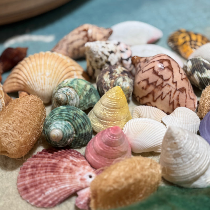 Sea Shell Set Assorted Sea Shell Pack Large Ocean Sensory Nature Play Collection — My ...