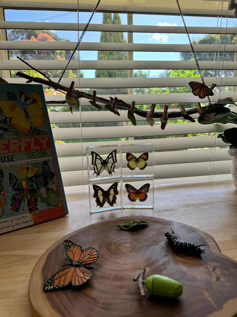 Mini Beasts Butterfly Specimens Basic Set 4pc By Knowledge Builder Science Range Early Science STEM Toys Best Seller 6yrs+