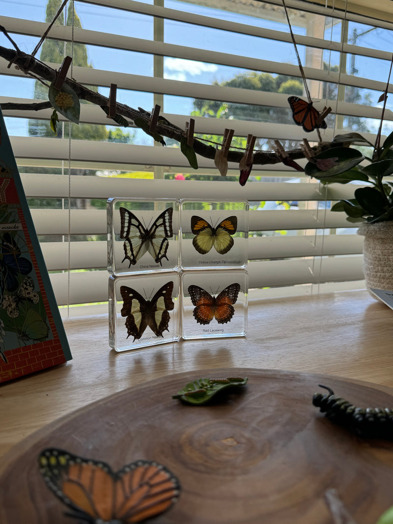 Mini Beasts Butterfly Specimens Basic Set 4pc By Knowledge Builder Science Range Early Science STEM Toys Best Seller 6yrs+