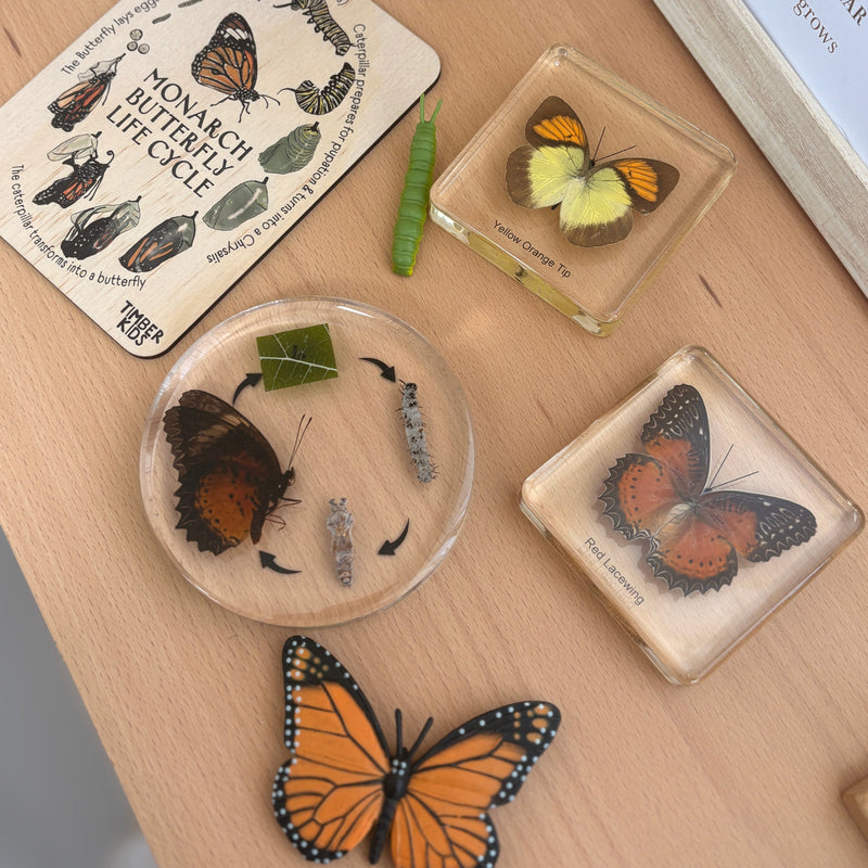 Mini Beasts Life Cycle of a Butterfly Specimens ROUND Set 1pcs By Knowledge Builder Science Range Early Science STEM Toys 6yrs+