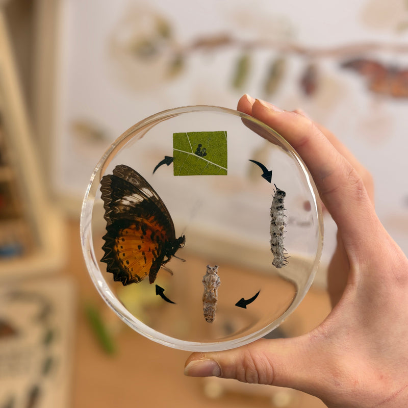 Mini Beasts Life Cycle of a Butterfly Specimens ROUND Set 1pcs By Knowledge Builder Science Range Early Science STEM Toys 6yrs+
