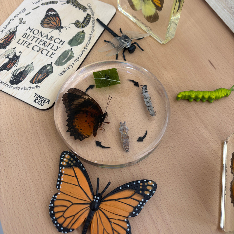 Mini Beasts Life Cycle of a Butterfly Specimens ROUND Set 1pcs By Knowledge Builder Science Range Early Science STEM Toys 6yrs+