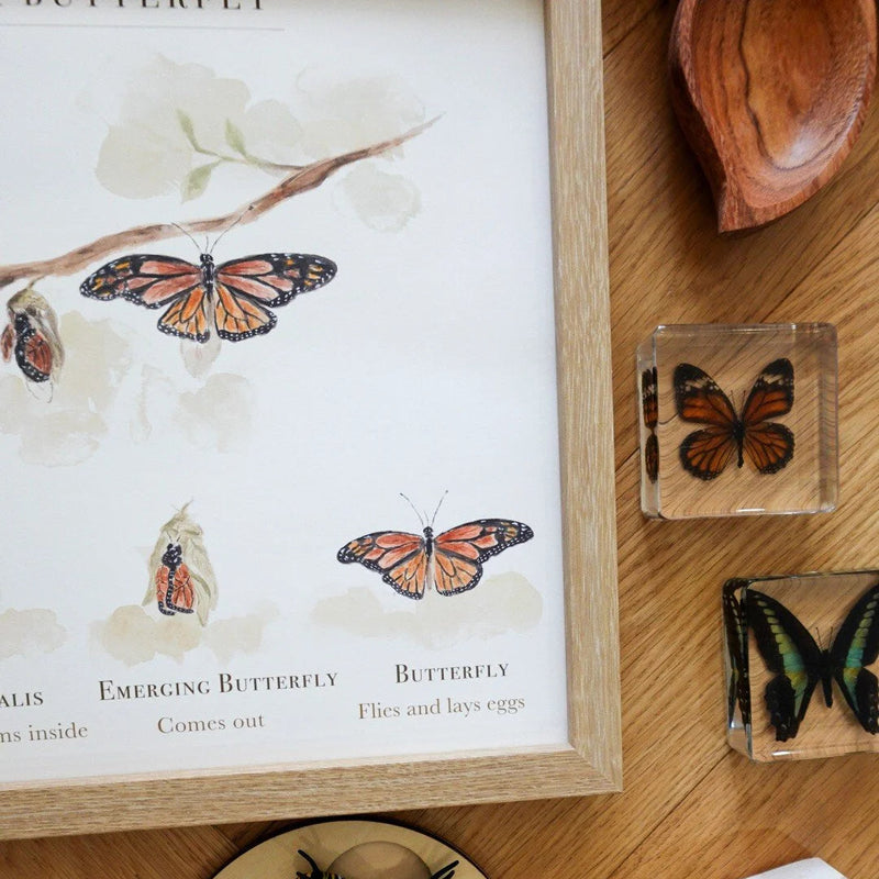 Life Cycle of A Butterfly Poster by Bloomia A3 Premium Matte Paper Art Print