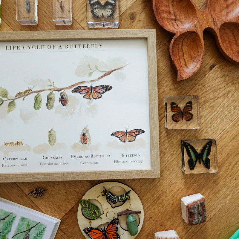 Life Cycle of A Butterfly Poster by Bloomia A3 Premium Matte Paper Art Print
