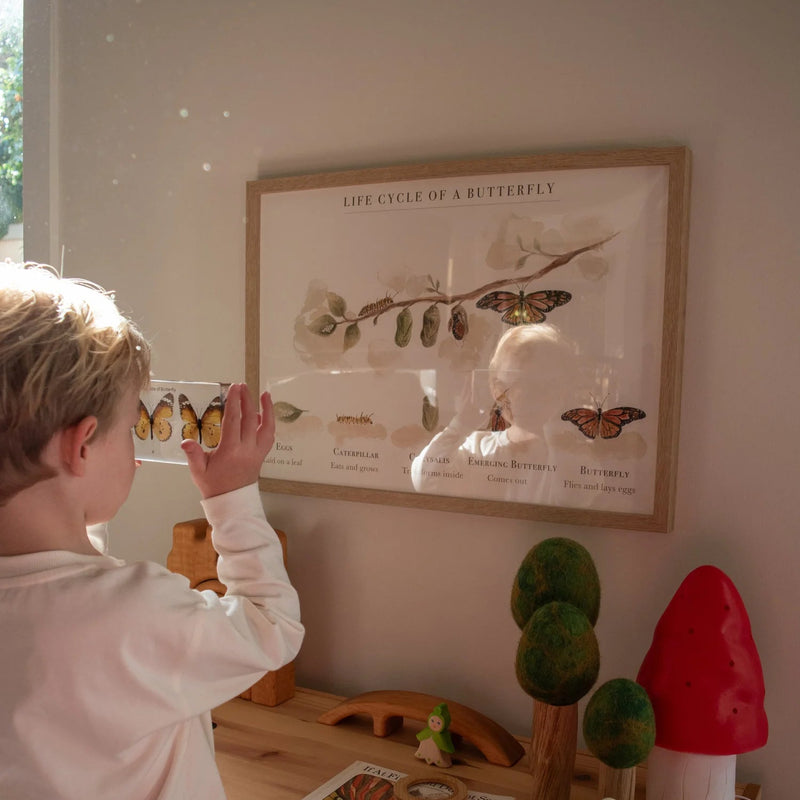 Life Cycle of A Butterfly Poster by Bloomia A3 Premium Matte Paper Art Print