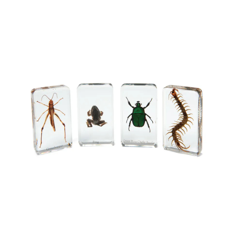 Mini Beasts Garden Critters Specimens BASIC Set 4pcs By Knowledge Builder Science Range Early Science STEM Toys 6yrs+