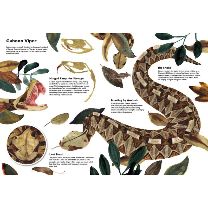 Masters of Disguise: Can You Spot the Camouflaged Creatures? (Hardcover) by Marc Martin Exploring Wildlife and Nature