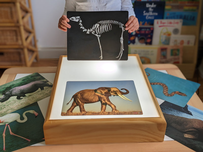 Animals X-Ray Cards By Roylco 10cm x 25cm 28pc Early Science STEM Toys 4yrs+