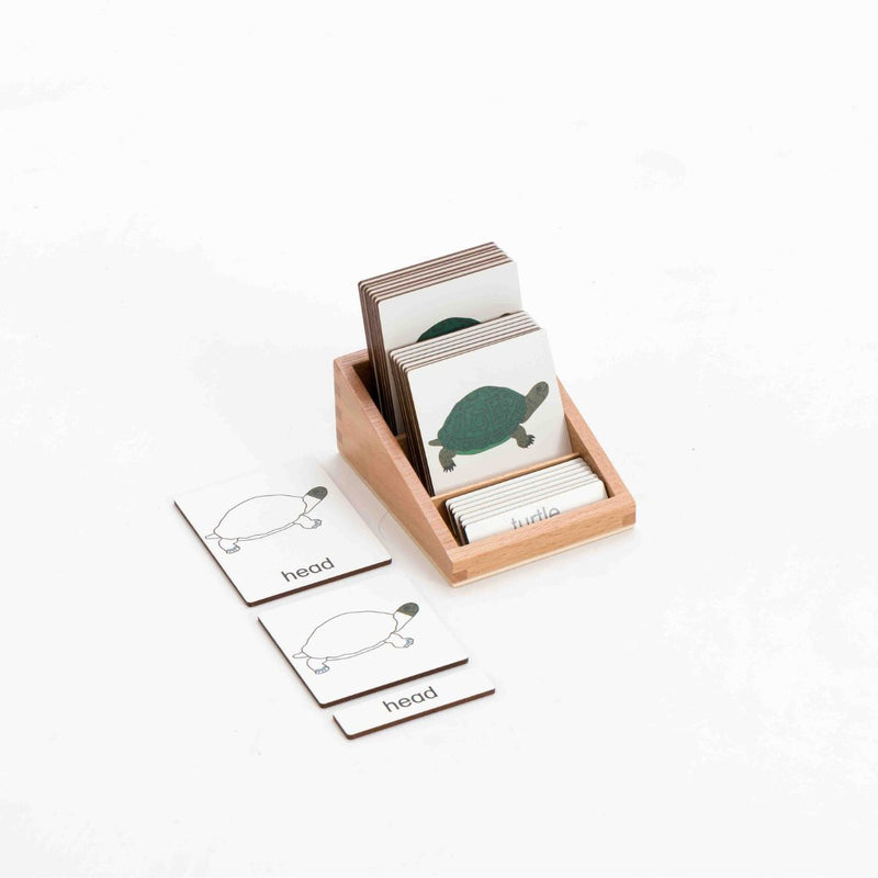 Montessori Classification 3 Part Timber Cards Turtle 8pcs (With Box)  Ocean