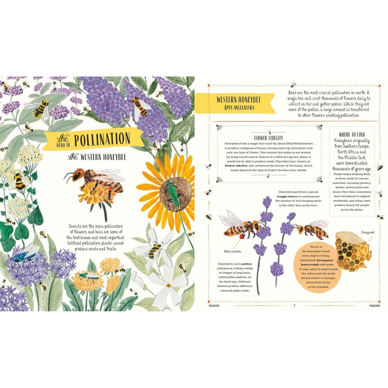 Buzz: A Guide to Bugs and Bees and How to Spot Them (Hardcover) by Richard Jones
