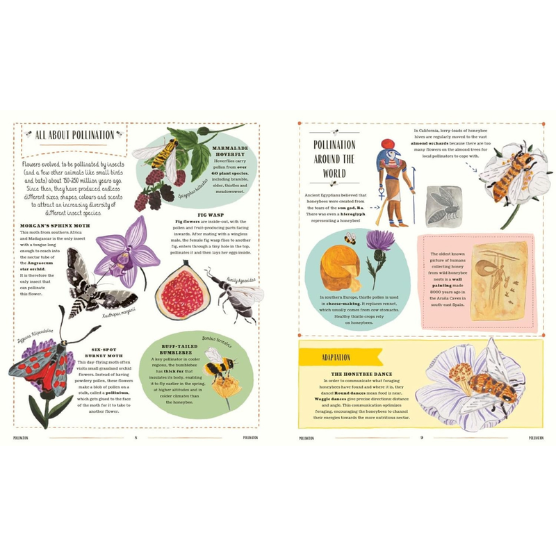 Buzz: A Guide to Bugs and Bees and How to Spot Them (Hardcover) by Richard Jones