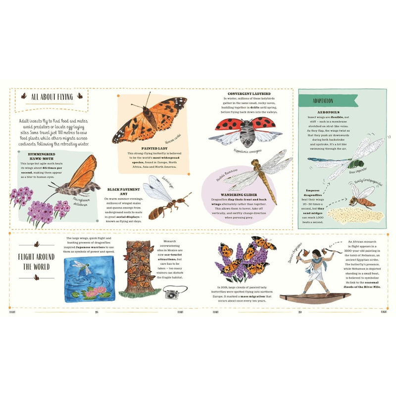 Buzz: A Guide to Bugs and Bees and How to Spot Them (Hardcover) by Richard Jones