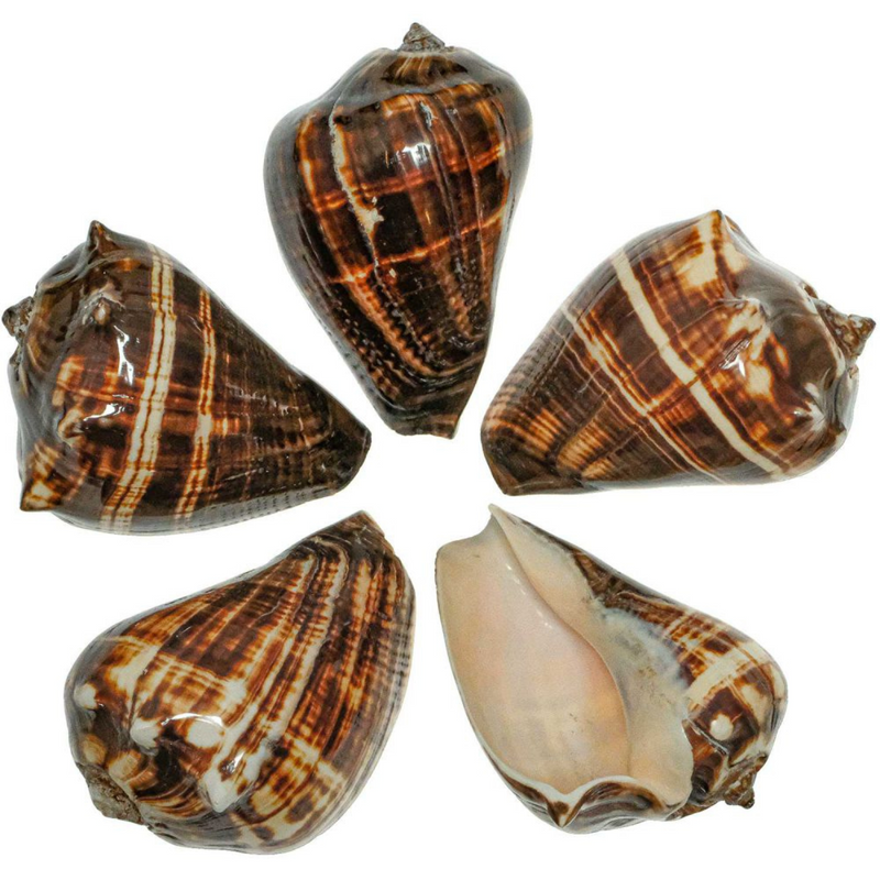 Pacific Crown Conch Shell Each 7cm-8.5cm Ocean Sensory Nature Play Tools and Toys