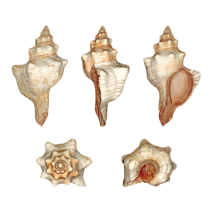 Trapezium Conch Each 11cm-12.5cm
