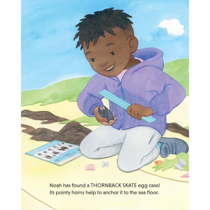 The Great Shark Egg Case Hunt (Hardcover) by Kasey Whitelaw Kids Picture Book