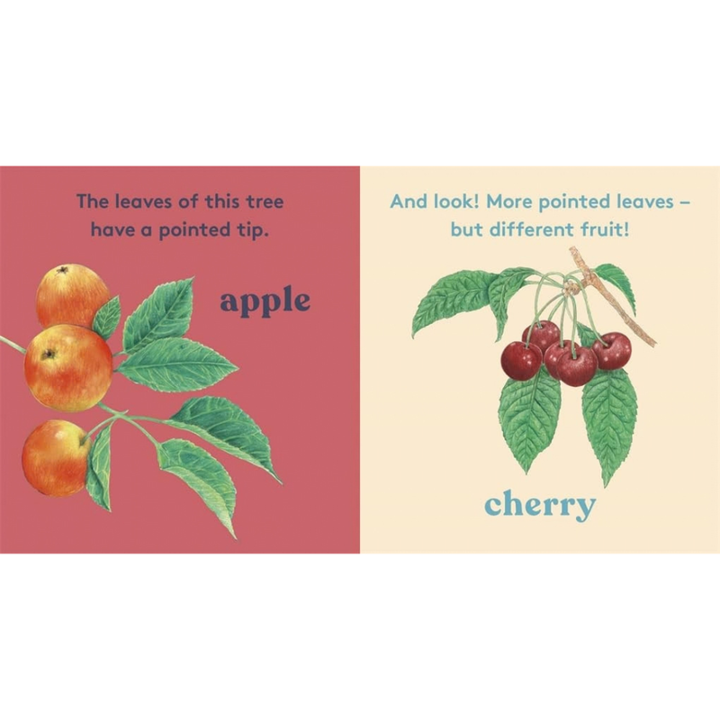 Look A tree (Board Book) by Anya Serota by Magic Cat Kids Touch and Feel Nature Book Introducing 20 Trees and Their Leaves