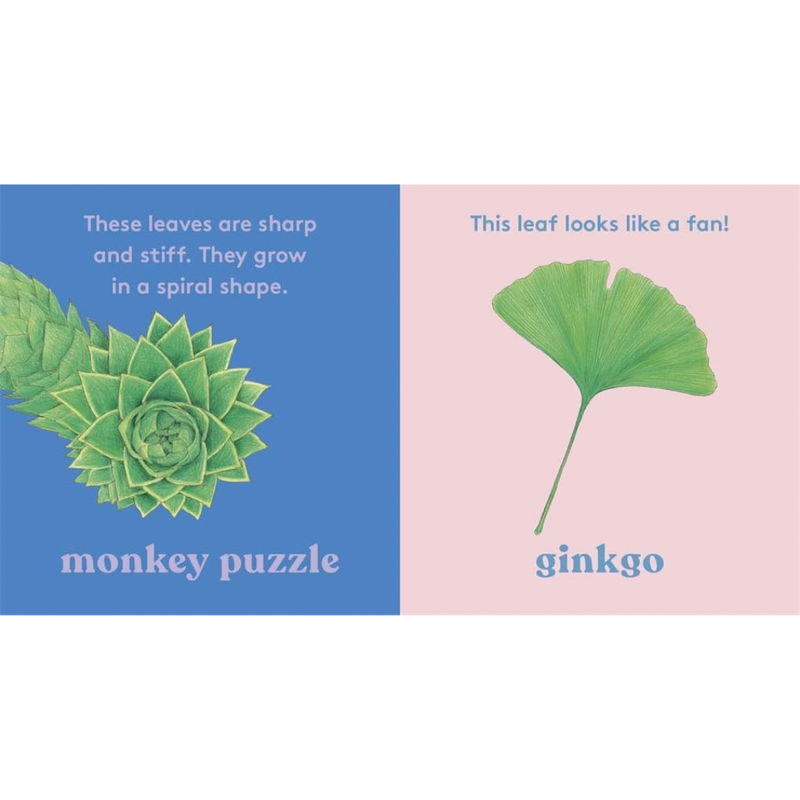 Look A tree (Board Book) by Anya Serota by Magic Cat Kids Touch and Feel Nature Book Introducing 20 Trees and Their Leaves