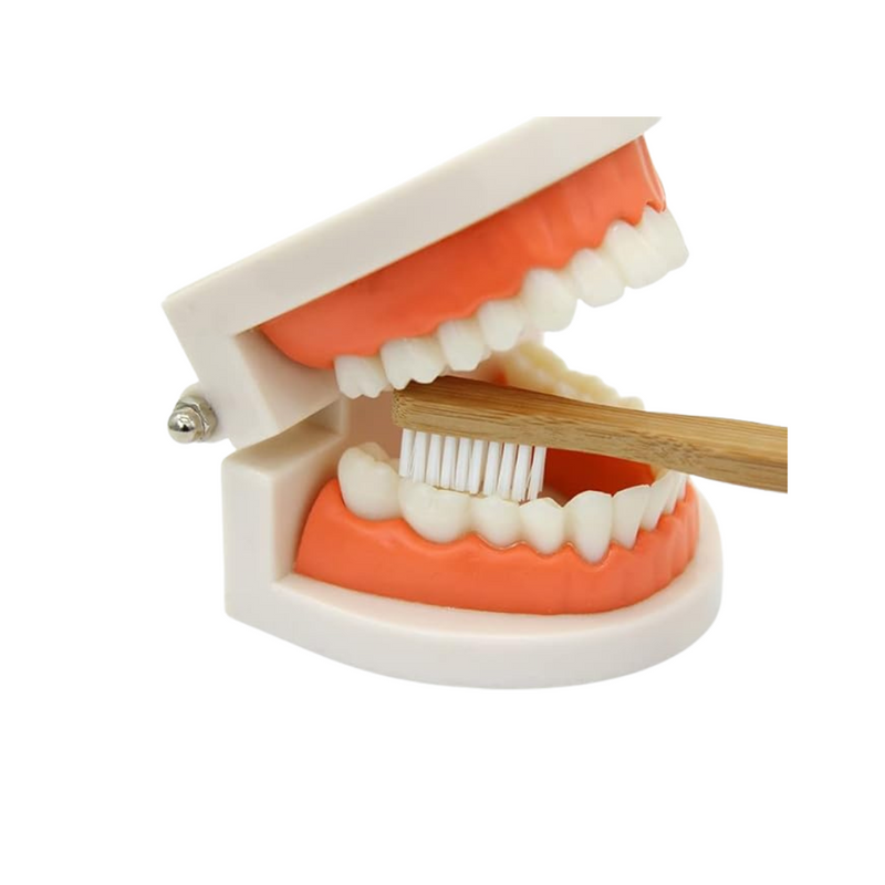 Teeth Brushing Activity Set Best Seller Practical Life Materials Developmental Toys for Toddlers Best Seller 3yrs+