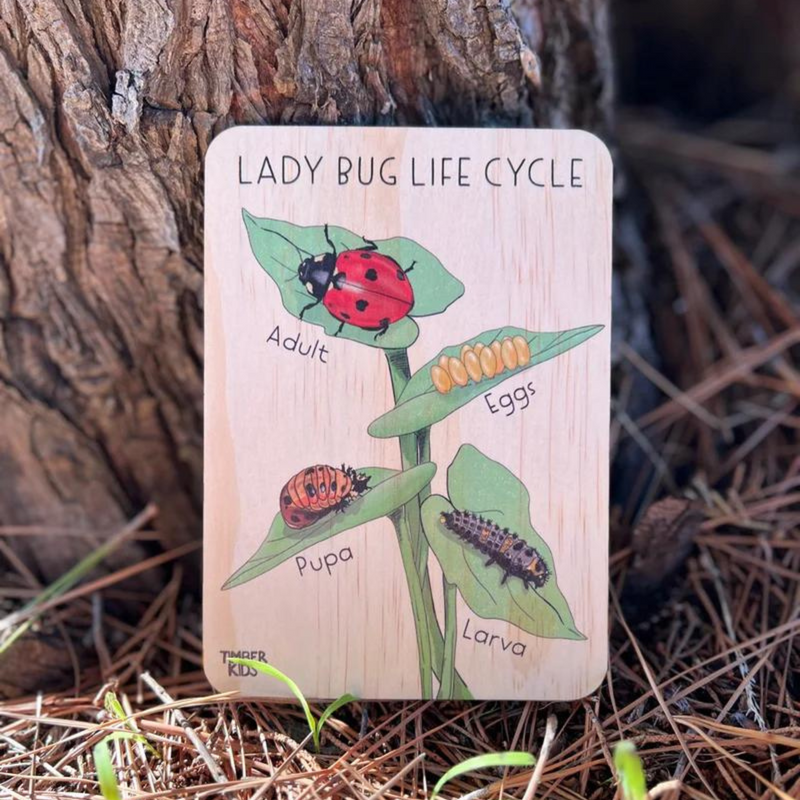Timber Kids Lady Bug Life Cycle Wooden Tile 11x15cm Bugs Toys Early Science
