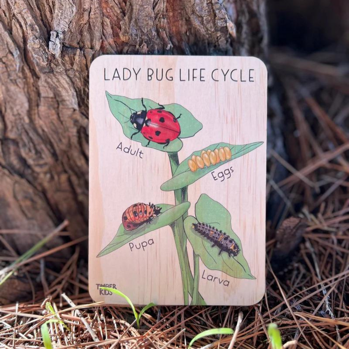 Timber Kids Lady Bug Life Cycle Wooden Tile 11x15cm