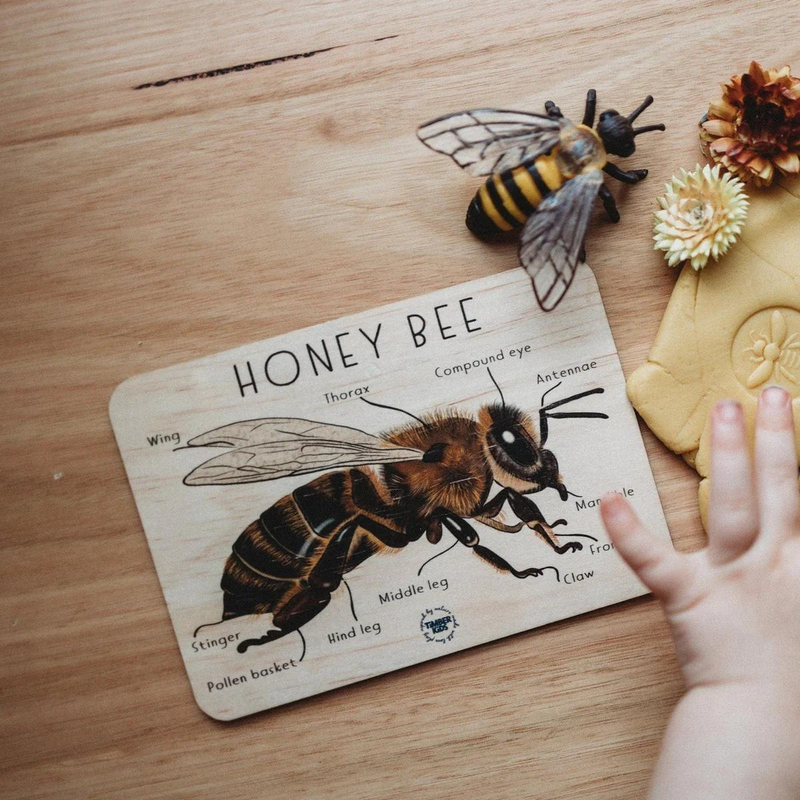 Timber Kids Honeybee Anatomy Wooden Tile Bee Toys 11x15cm Bee Toys Early Science 3yrs+