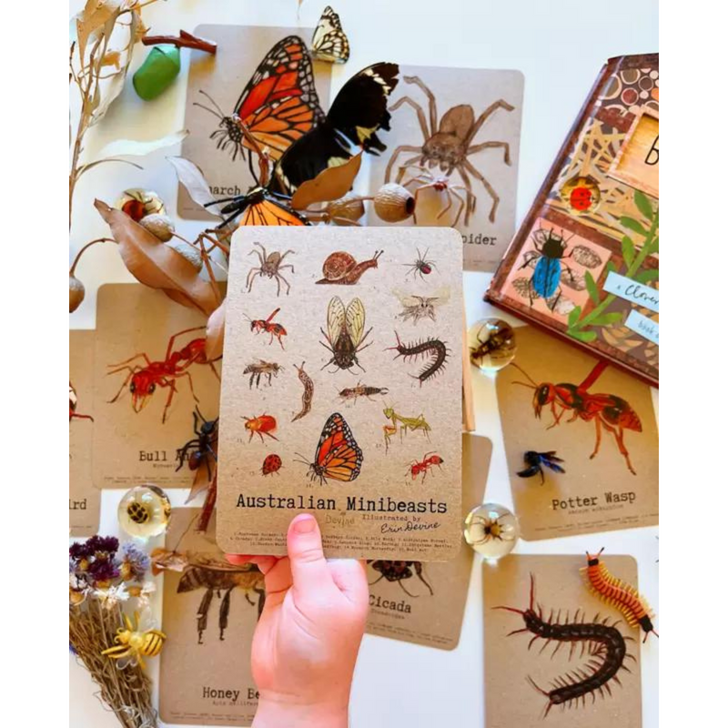 Australian Minibeasts Flashcards Australian Animals by Devine Little Minds