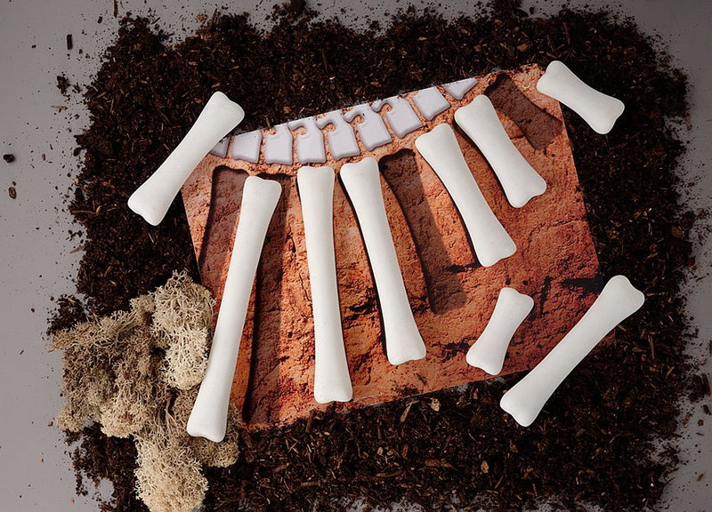 Yellow Door Dinosaur Bones Match and Measure Set with Activity Cards Dinosaur toy Early Science and Math Games for Kids STEM Toys Dinosaur and Dragon Theme 3yrs+