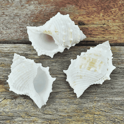 Small Bursa Rana (Frog Shell) Creamy White 5.5-7cm Each
