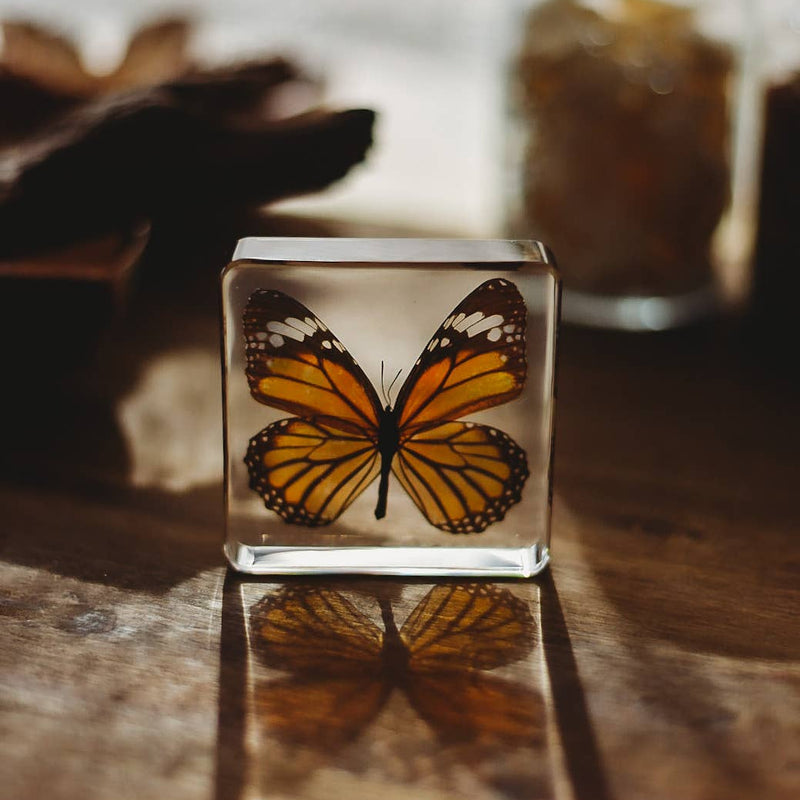 Common Tiger Butterfly Specimen 1pc by Our Earth Life Science Range Early Science STEM Toys 3yrs+