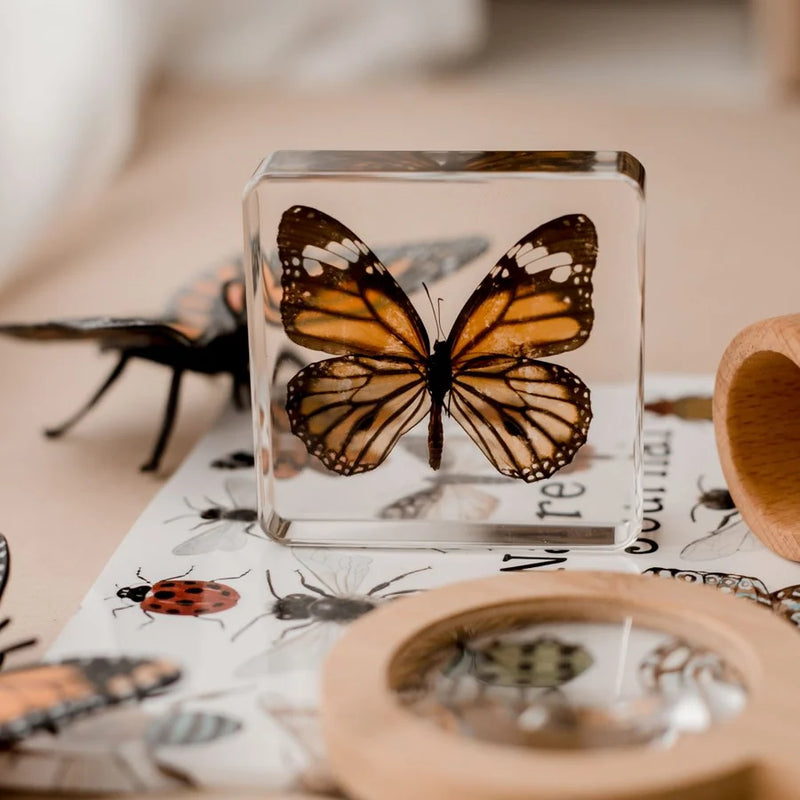 Common Tiger Butterfly Specimen 1pc by Our Earth Life Science Range Early Science STEM Toys 3yrs+
