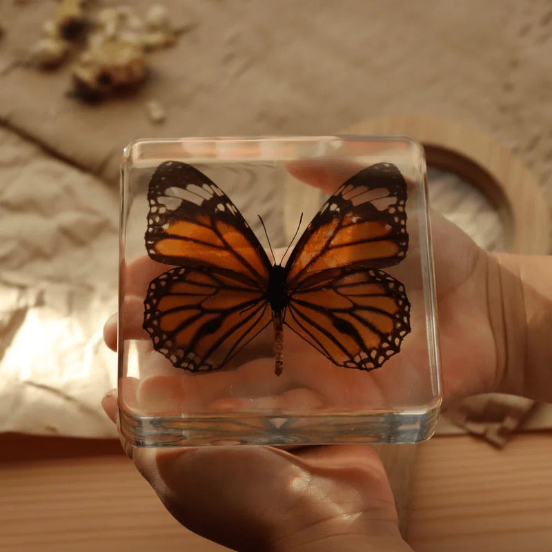 Common Tiger Butterfly Specimen 1pc by Our Earth Life Science Range Early Science STEM Toys 3yrs+