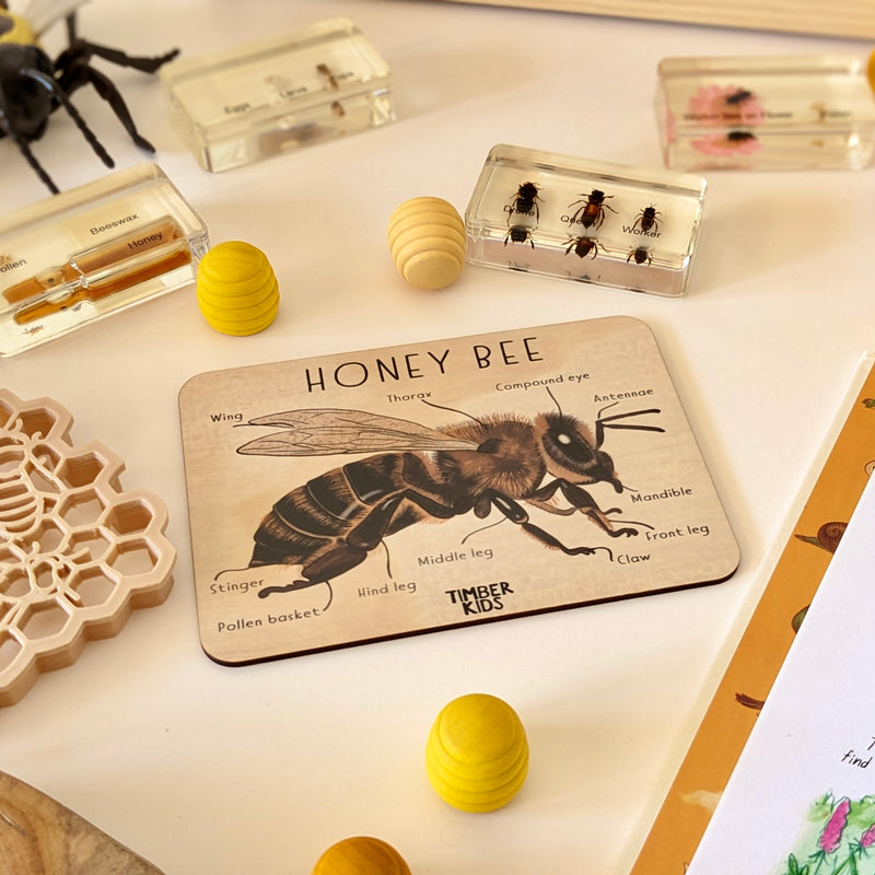 Timber Kids Honeybee Anatomy Wooden Tile Bee Toys 11x15cm Bee Toys Early Science 3yrs+