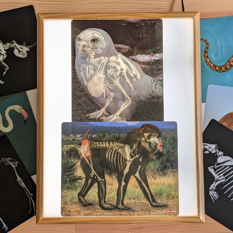 What's Inside Animal Anatomy X-Rays Cards By Roylco 16pc Early Science STEM Toys 4yrs+